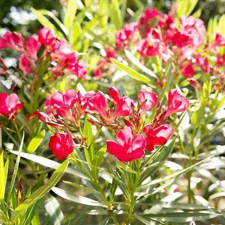 Beej Potters 3* Weert