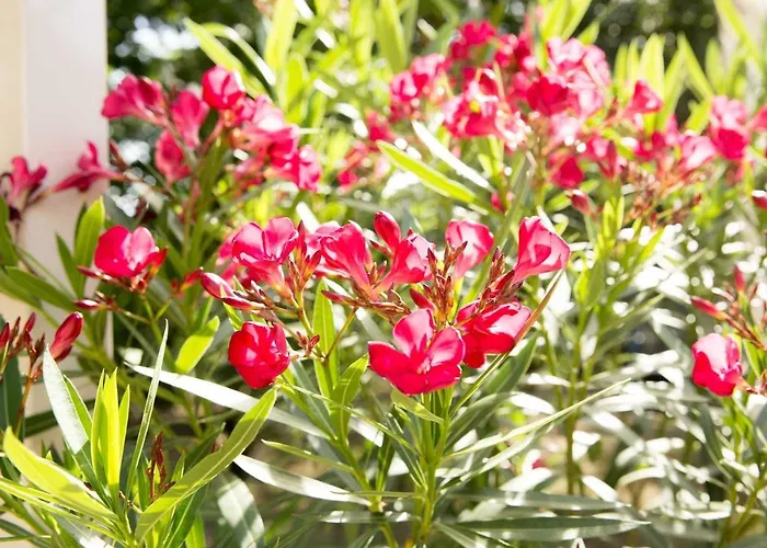 Beej Potters 3* Weert