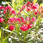 Beej Potters 3* ヴェールト