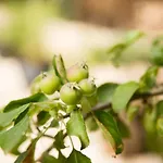 Beej Potters ヴェールト